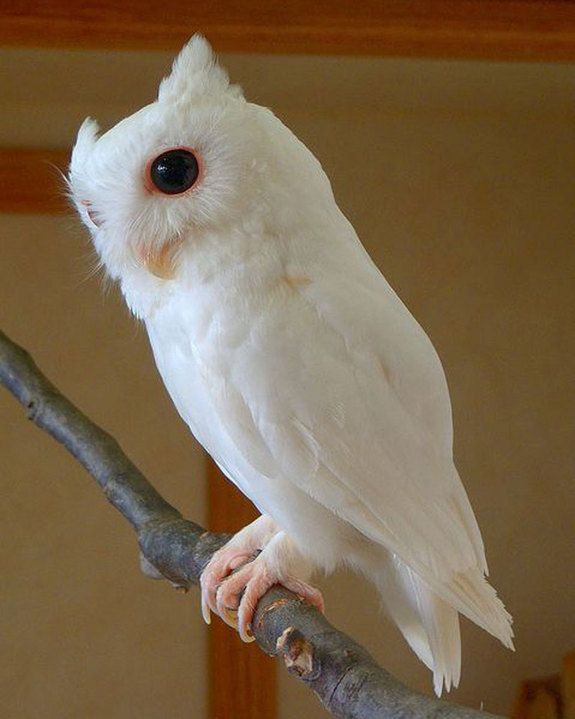 sova