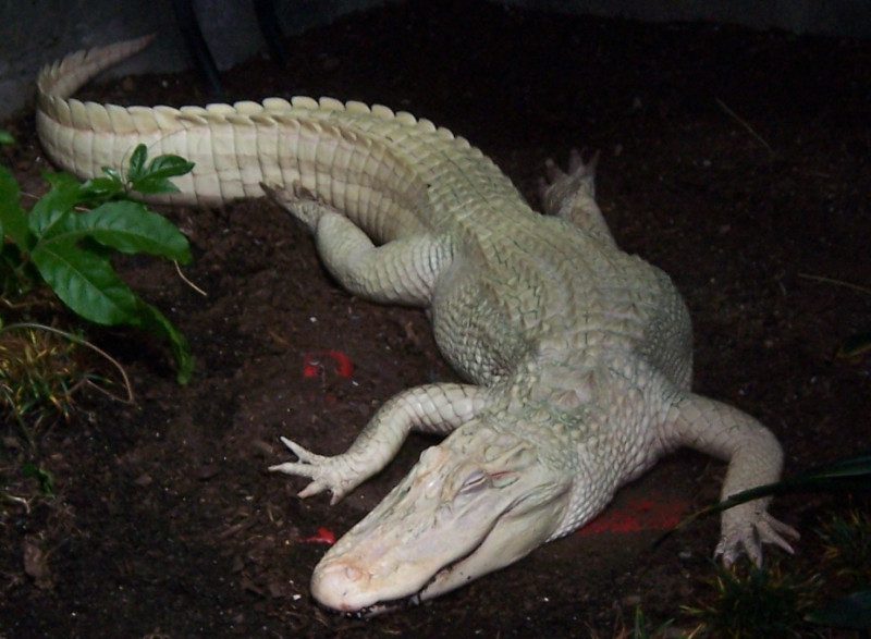 krokodýl