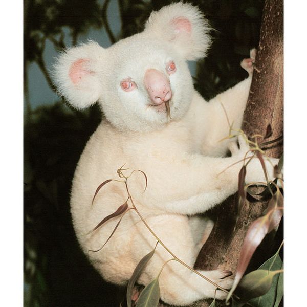 koala
