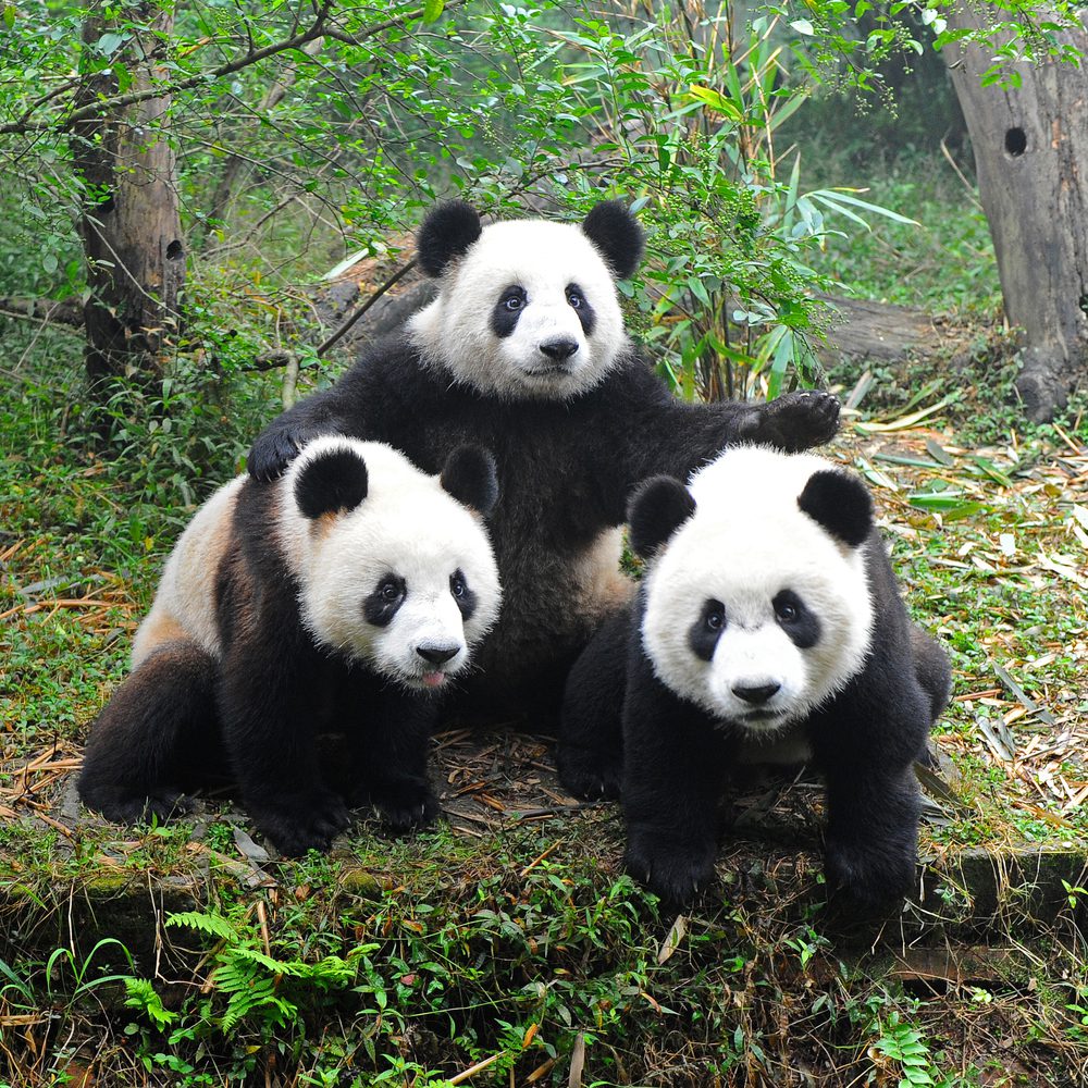 Panda