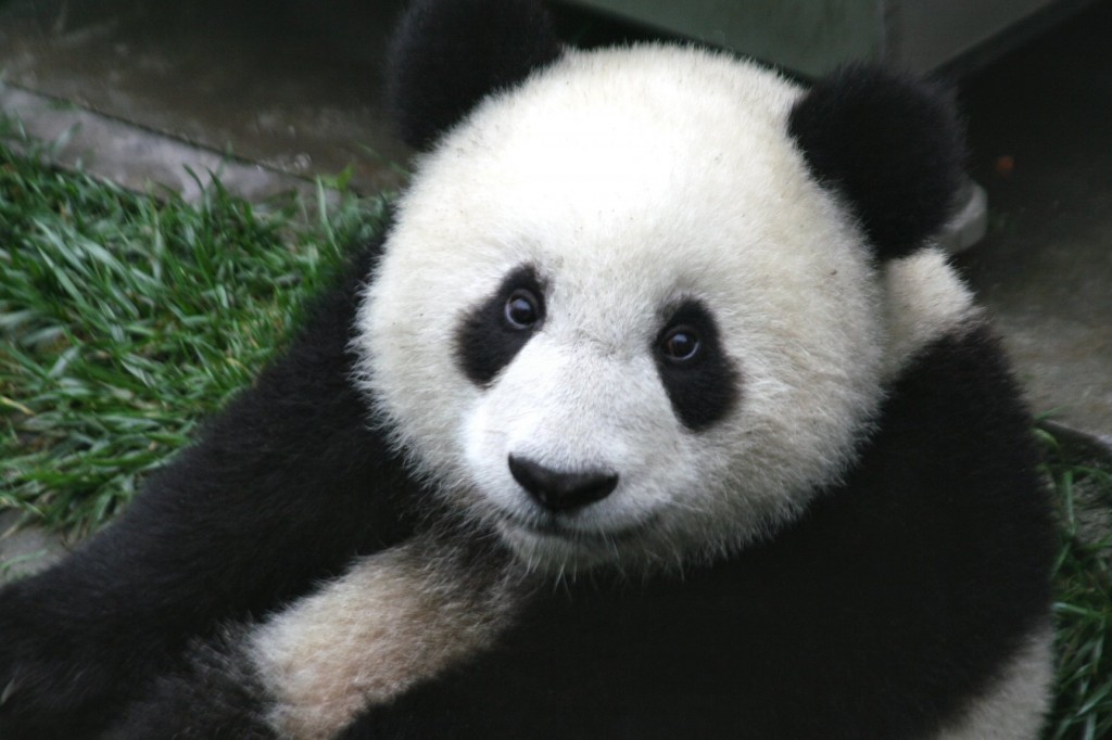 panda 2