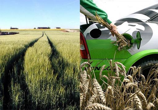 biopalivo