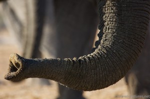 chobot