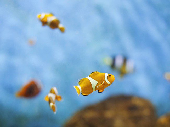 clownfish