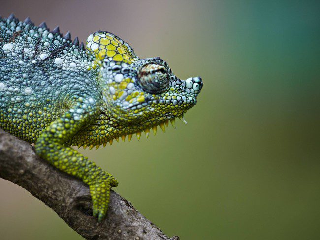 chameleon