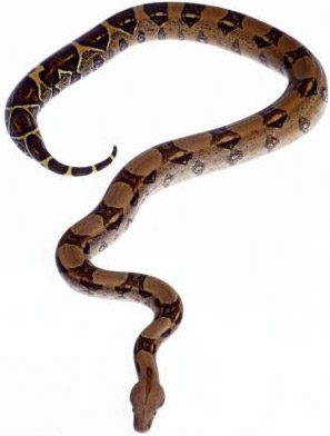 had