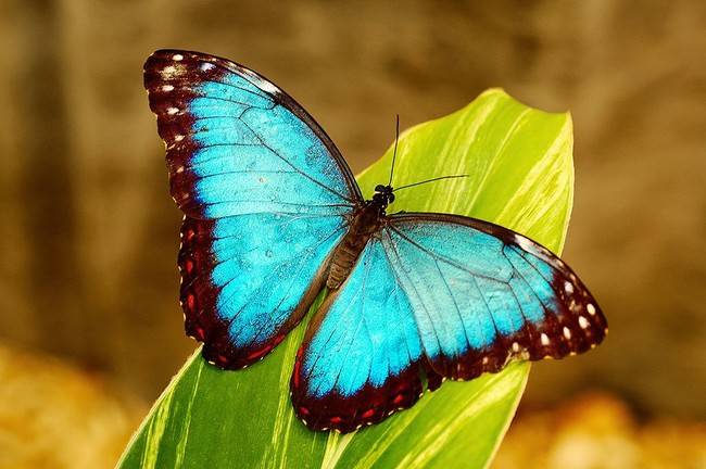motyl