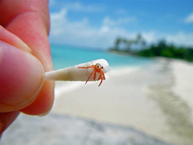 krab