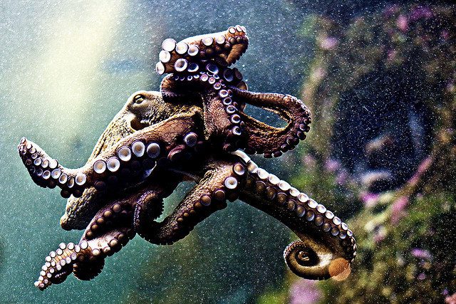 majestatna