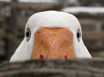 kacka