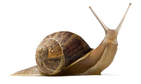 slimak