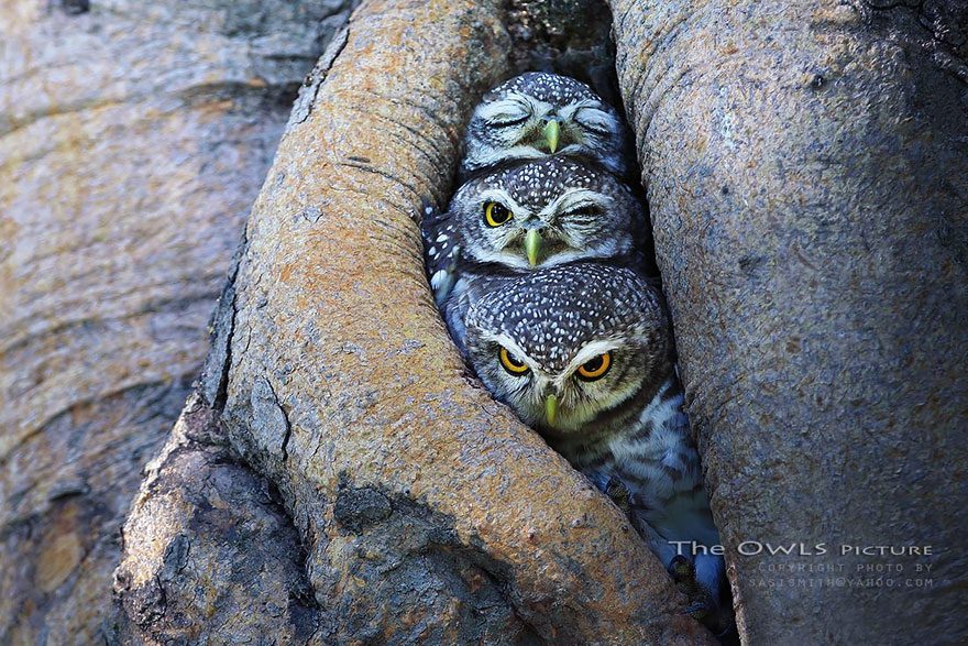 Nádherné sovie fotografie od thajského fotografa