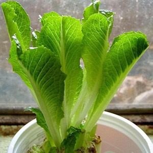 salat