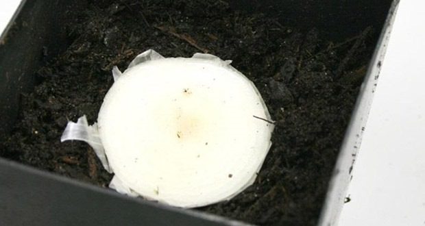 cibula