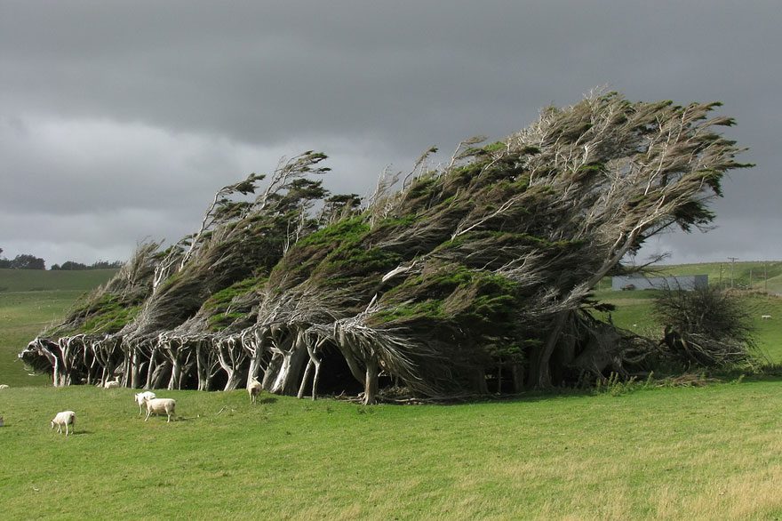 novy zeland