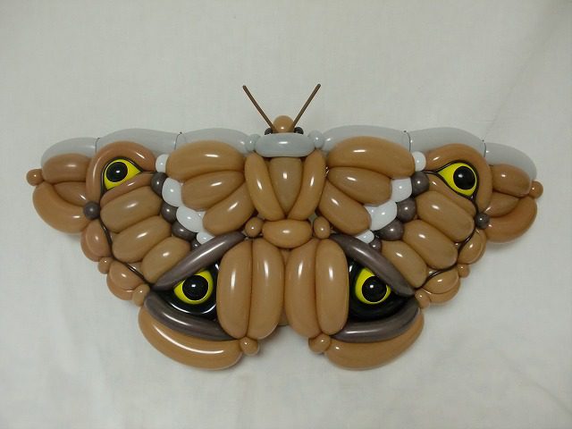 motyl