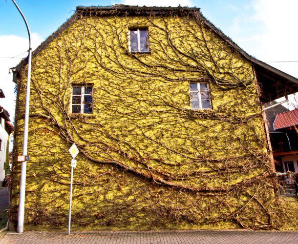 obrasteny dom