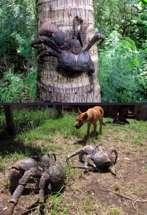 krab