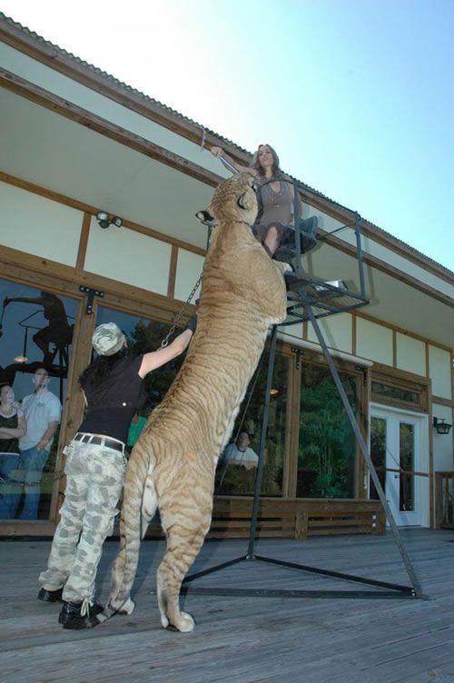 liger