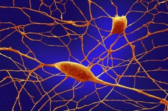 neurony