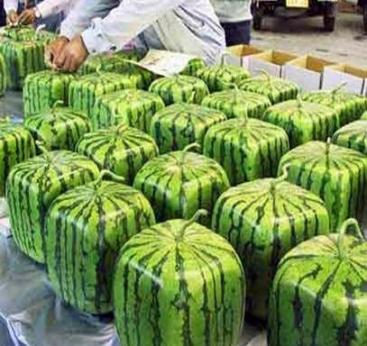 melon
