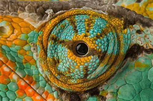 chameleon