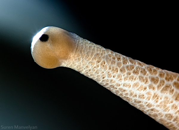 slimak
