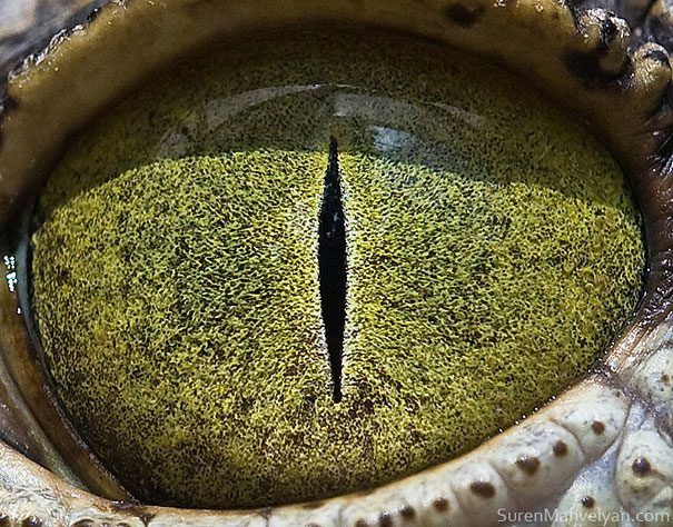 krokodil