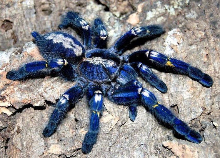 tarantula