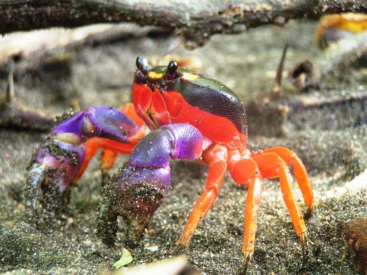krab