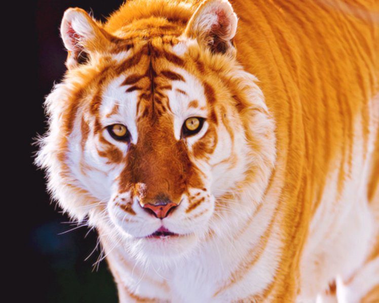 tiger