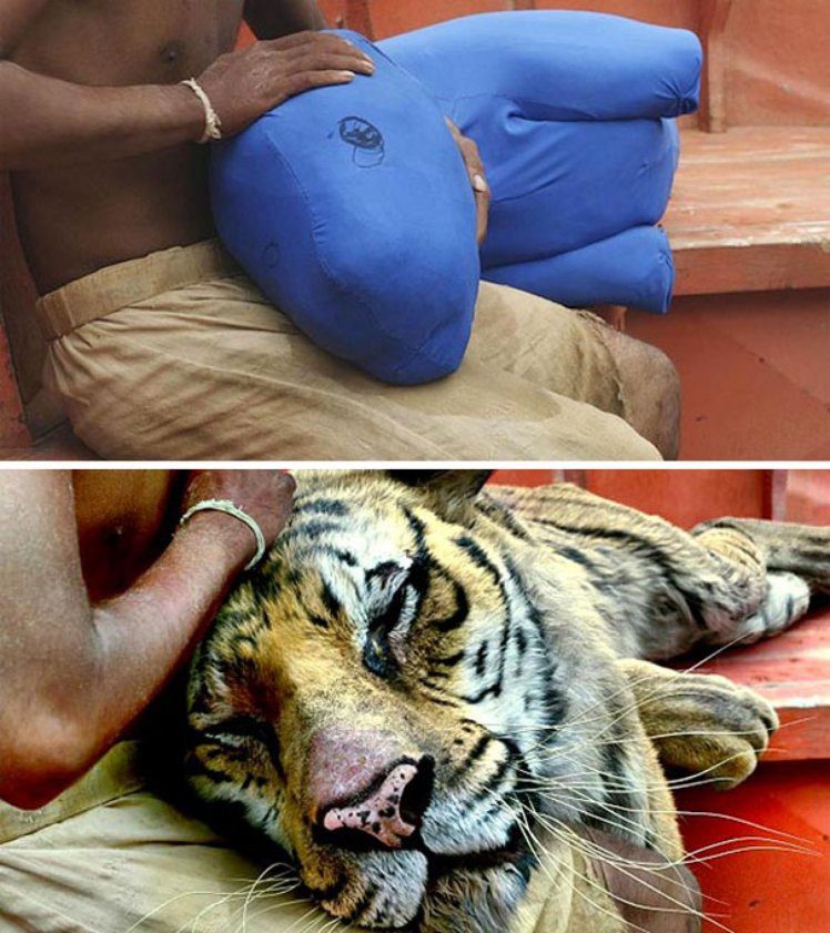 tiger