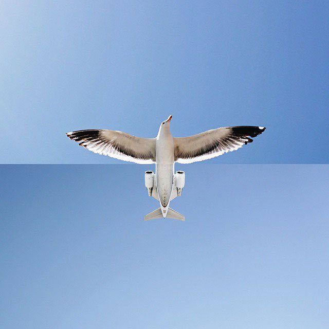 vtak