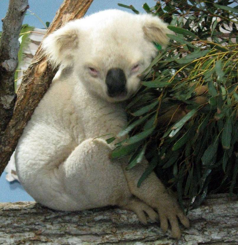 koala albin