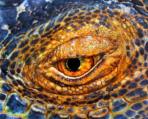 iguana
