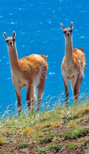 lama