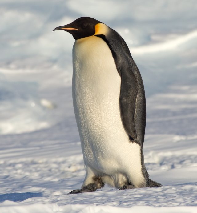 tucniak