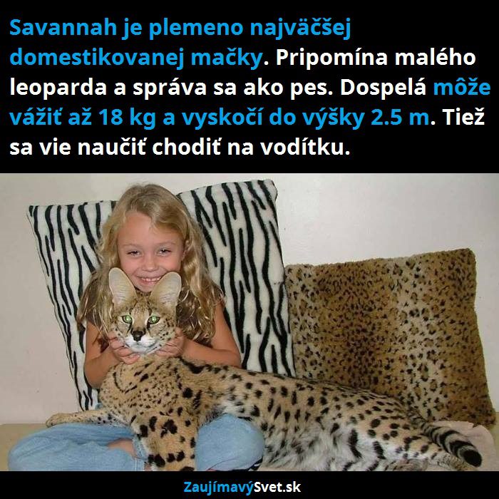 savannah