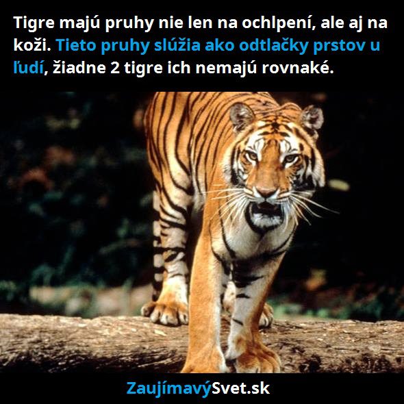 Tigre a ich pruhy