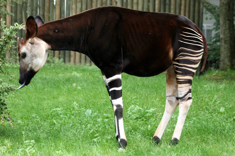 zebra
