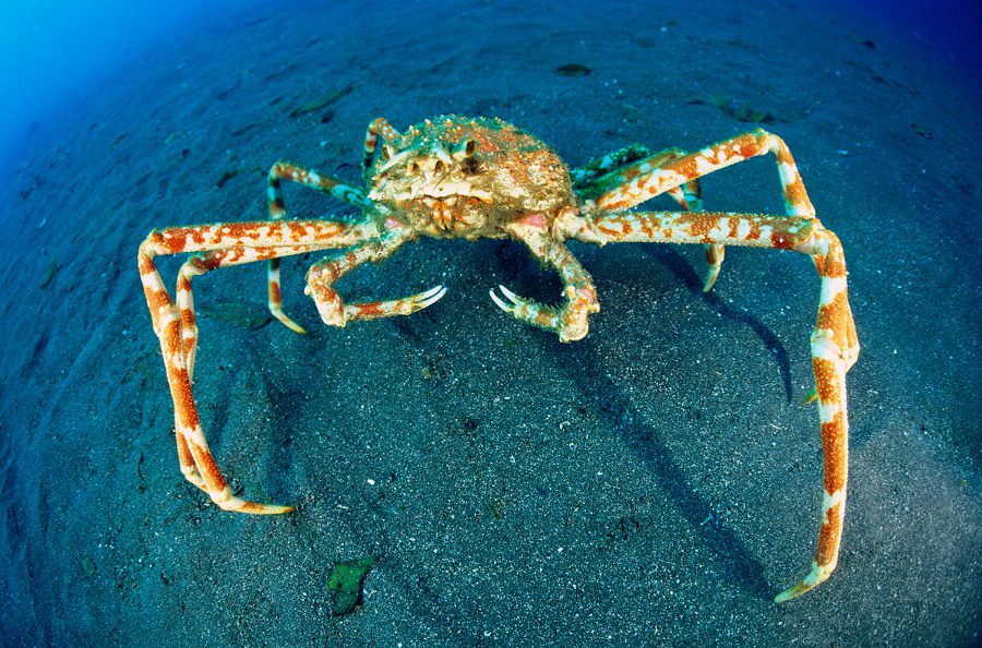 krab