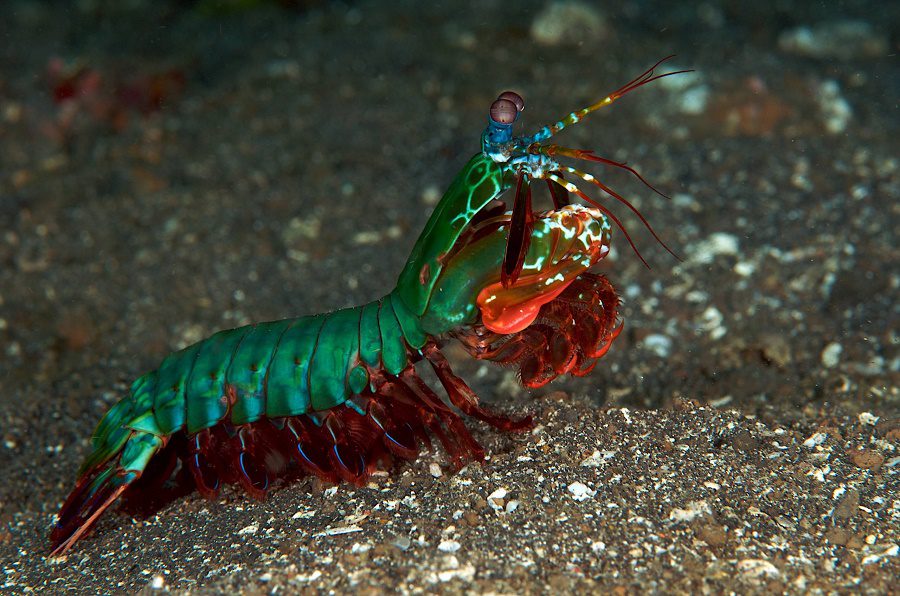 prisera