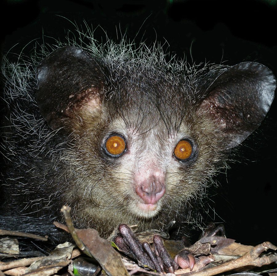 oci