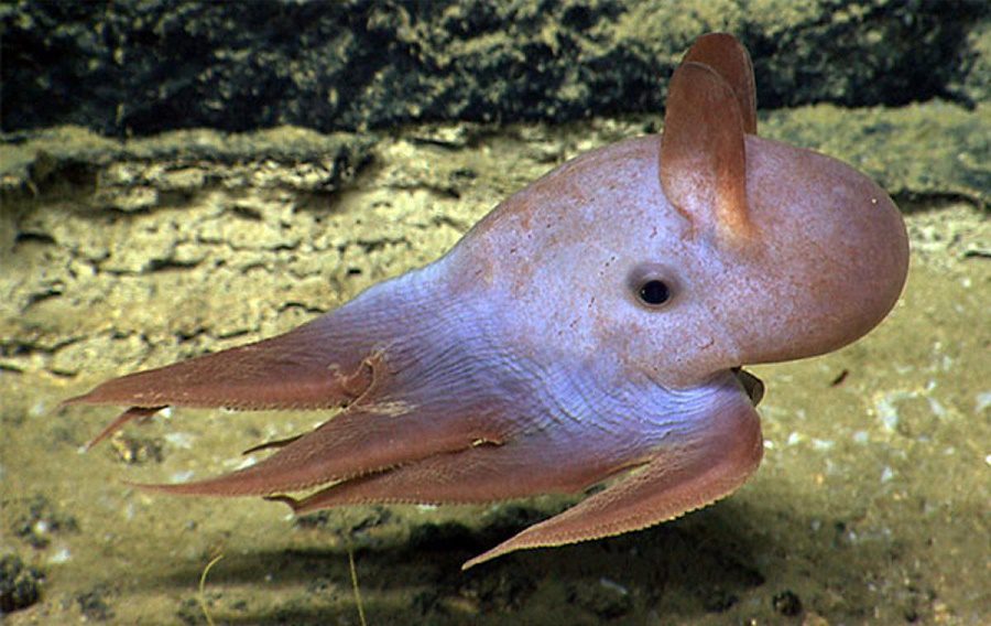 chobotnica