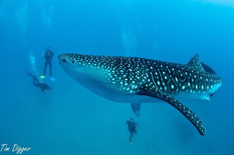 obrovska ryba