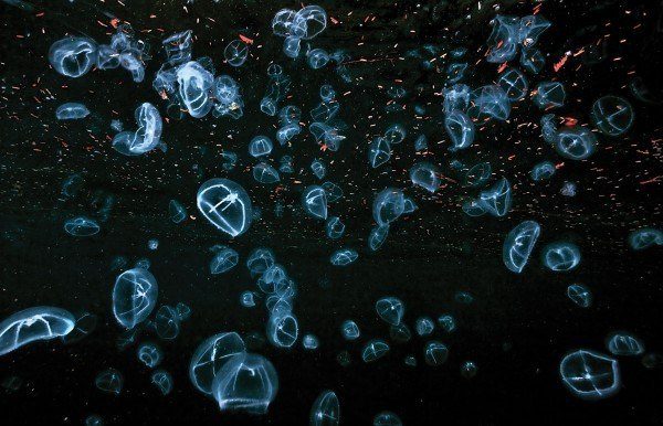 meduzy
