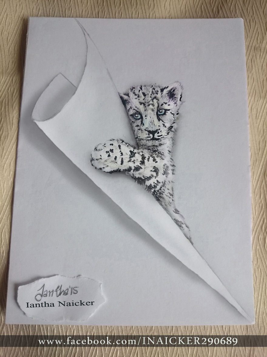 tiger