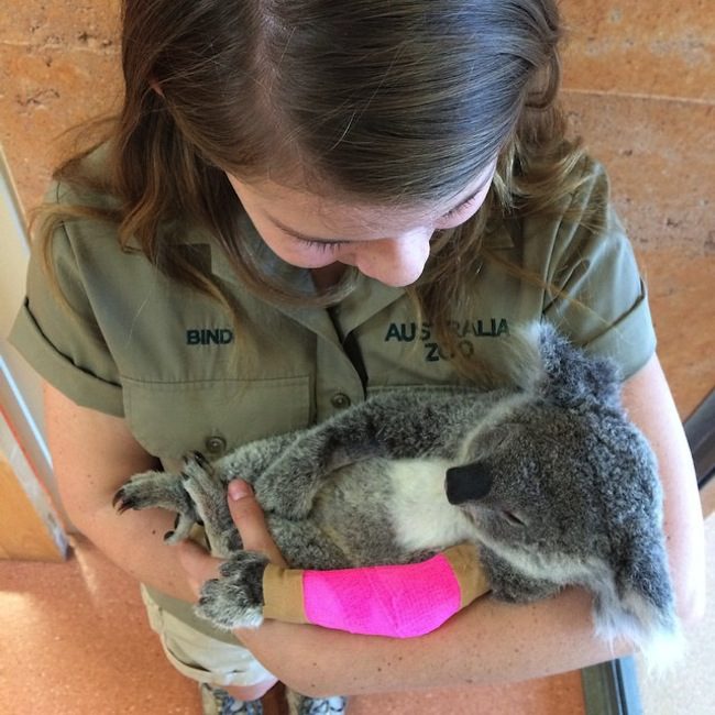 koala