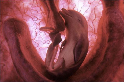 delfin