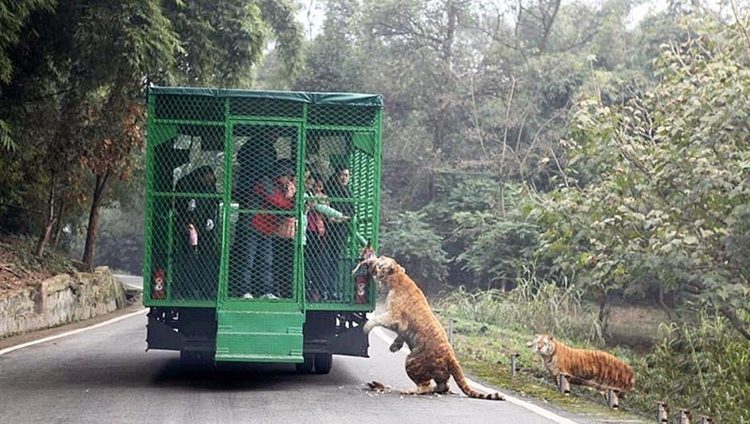 zoo v cine 4